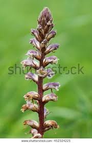 Image result for Orobanche minor