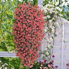 Additional companion plants for impatiens are: Verbena Plants Trailing Mix Dobies