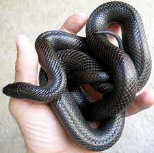 Mexican Black Kingsnake Mexican Black Kingsnake Pet Snake Viper Snake