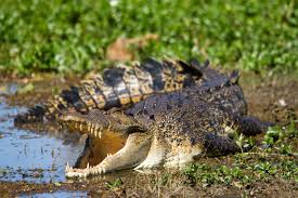 Freshwater Crocodile - The Australian Museum