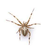 L'angoisse de l'amour te serre le gosier. Les Araignees Espace Pour La Vie