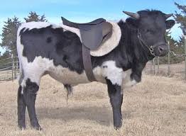 Steer With Saddle Animals Cattle Cow