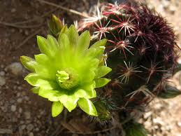 Cacti are quite easy to grow from seed and the results can be very rewarding. Green Flower Hedgehog Cactus 10 Seeds Rareplant