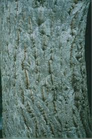 Image result for Galpinia