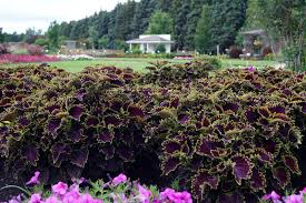 Image result for Coleus zombensis
