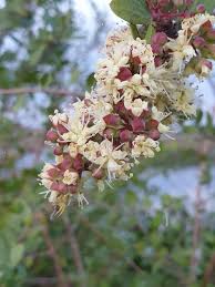 Image result for Lawsonia inermis