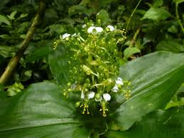 Image result for Aneilema umbrosum