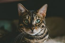 And don't forget to share any similar pics of your meanie meowhole felines in the comment section.need some more proof that far from every feline is a noble big cat with a regal bearing and great meowners?check out part 1 of our series about independent and curious cat pranksters. Majestic Cats 20 Incredible Photos That Show Their Whole Beauty