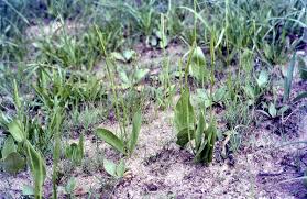 Image result for Ophioglossum gomezianum