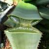 True nopal cactus water 100% natural hydration with electrolytes, potassium, antioxidants and half the calories and sugar as coconut water. Https Encrypted Tbn0 Gstatic Com Images Q Tbn And9gcrv0mdhbqa8jvqociegjtmfahatlf9l5edha1ipgk8yaag O33a Usqp Cau
