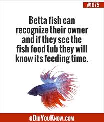 Edidyouknow Com Betta Fish Can Recognize Their Owner And If They See The Fish Food Tub They Will Know Its Feeding Time Betta Fish Betta Fish