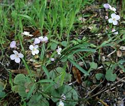 Image result for Cardamine obliqua