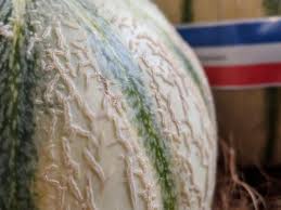 See more of lovely melon on facebook. Solstice On Twitter What A Lovely Pair These Canteloupe Melons From France Are Fantastic Melon Frenchproduce Freshfruit Tonygreengrocer 01greengrocer Alexanderimmack Philipbritten Https T Co Fqvtunyq9t