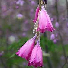 Image result for Dierama