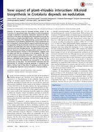 Image result for Crotalaria argyrolobioides