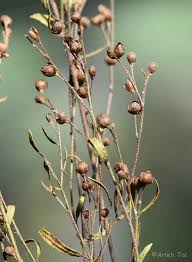 Image result for Faurea intermedia