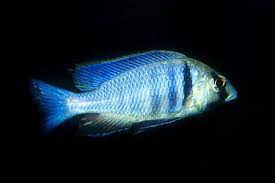 Видът е разпространен в малави и мозамбик. Placidochromis Electra Deepwater Hap Seriously Fish