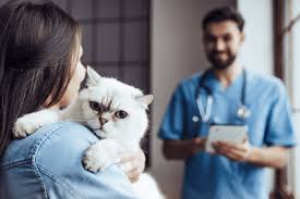 Tips Saat Kucing Anda Berkunjung Ke Dokter Hewan Whiskas