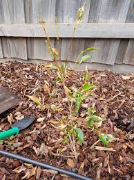 I'd appreciate an advice on how to save it. View Topic Help With My Lilly Pillies Home Renovation Building Forum
