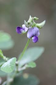 Image result for Crotalaria verrucosa