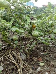 Image result for Solanum macrocarpon