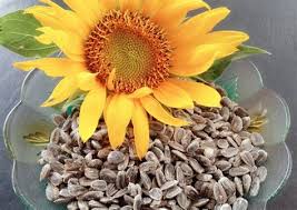 Saat ini tidak hanya orang tua yang bisa terkena penyakit asam urat. Khasiat Kuaci Bunga Matahari Jual Kuaci Biji Bunga Matahari Naraya Di Lapak Dilladyshop Besar Biasanya Berwarna Kuning Terang Zees Wess