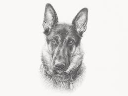 Hb is most commonly called a #2 pencil and is found in the middle of the grades. How To Draw Pet Portraits Anna Bregman Portraits