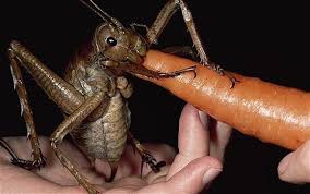 The largest ant species ever recorded was discovered in fossilized remains in wyoming. World S Largest Insect Om Nom Noms A Carrot Animal News Animal Planet Biggest Insect Insects Funny Animal Pictures