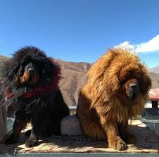 epingle par pt porto sur mastim tibetano dogue tibetain races de chiens chien