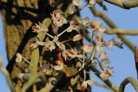 Image result for Solenangis