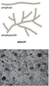 Polysaccharides Types Definition Structure Foods