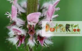 Talpa gastii, leonurus cardiaca, creasta cocosului sau somnisor, este o planta erbacee ale carei frunze imita labele de gasca (de unde si numele), iar efectele ei benefice asupra inimii explica denumirea latina a plantei. Talpa Gastei Doftoria Ro