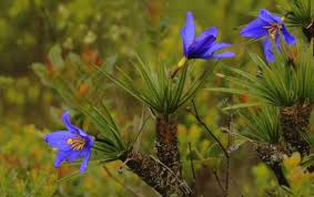 Image result for Velloziaceae