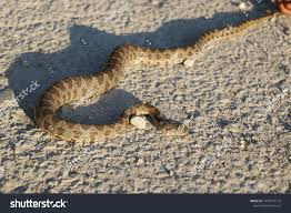 Portrait Snake Nature Palestine Stock Photo 1499772179