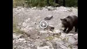 Live stream plus station schedule and song playlist. Tatry Niedzwiedz Na Szlaku W Dolinie Koscieliskiej Nagranie Trafilo Do Sieci Wideo Rmf Fm