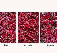 Red Chilli Sorting Machine, Capacity(Ton/Hr): 3 Ton, Capacity(Kg): 100