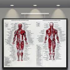 Human Body Muscle Anatomy System Poster Anatomical Chart Educational Poster Ebay