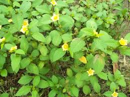 Image result for Sida acuta