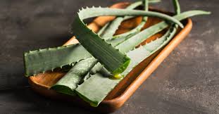 Gel ini dapat digunakan untuk melembapkan kulit, merawat kulit yang terbakar, dan meredakan iritasi. 7 Amazing Uses For Aloe Vera