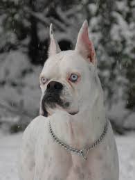 Black And White Boxer Dog White Boxer With Blue Eyes Until Not Long Ago White Boxers Used To Be Killed At Birth Because The Colour I Boxer Puppies Black Boxer Puppies White Boxer Dogs