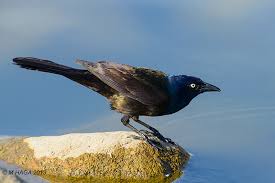 Grackles will take advantage of almost any these birds are pure evil. Coping With Grackles Birdwatching