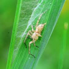 All spiders prefer dark, moist environments and tend to avoid contact with other organisms. Uk Spiders 14 British Spiders You Re Likely To Find At Home