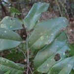 Image result for Diospyros abyssinica
