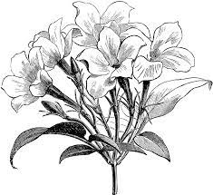 Inflorescence Of Jasminum Officinale Affine Flower Drawing Larkspur Flower Tattoos Drawings