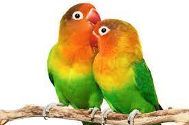 Á Lovebirds Stock Pictures Royalty Free Love Birds Images Photos Download On Depositphotos .birds images for dp, birds images pdf, birds images clipart, birds images cartoon, love birds images, birds wallpapers, bird identification images, birds images with information, birds images with sounds, birds images with name in hindi, blue jays images, birds illustration, need pictures. royalty free love birds images photos