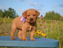 French bulldog puppy for sale in oshkosh, wi, usa. Puppy Labrador Retriever Fox Red Cuteanimals