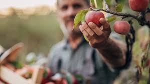 Orchards