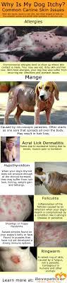 Itchy Red Smelly And Balding Common Dog Skin Issues