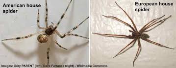 The black house spider (badumna insignis) is a dark robust spider, with the female being larger than the male. Types Of Spiders With Identification Guide Pictures Names Charts
