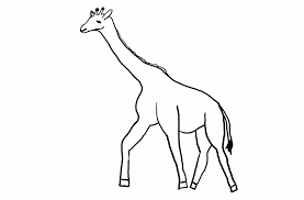 Giraffe Outline Outline Zentangle Giraffe